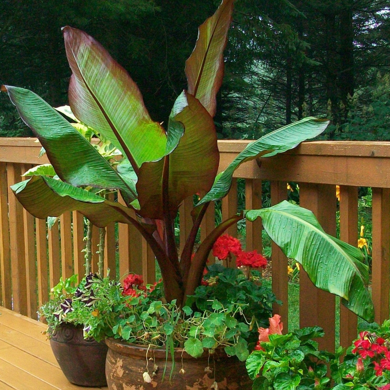 red banana plant seeds Ensete ventricosum, Musa ABYSSINIAN BANANA, RED BANANA – Ferri Seeds