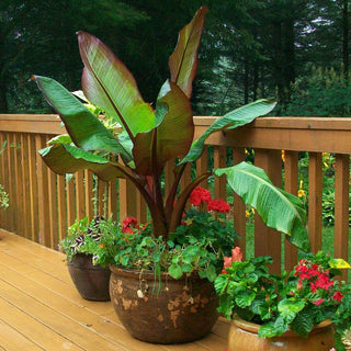 Ensete ventricosum, Musa <br>ABYSSINIAN BANANA, RED BANANA