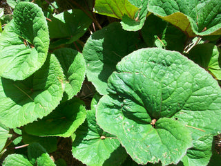 Ligularia dentata <br>RAGWORT, GROUNDSEL