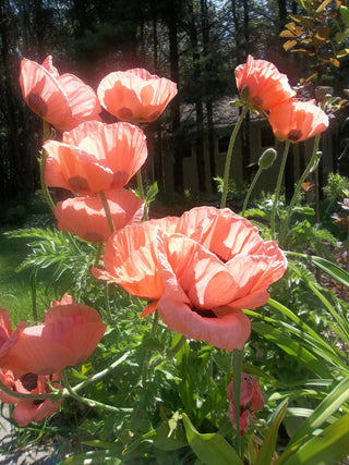 Papaver orientale <br>POPPY ORIENTAL SALMON