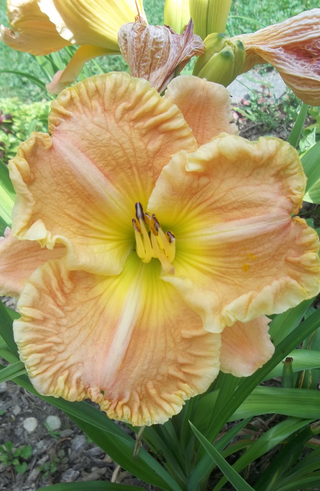 Hemerocalis <br>DAYLILY SALMON RUFFLES