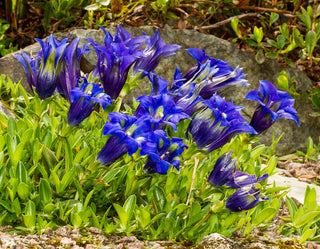Gentiana angustifolia <br>DARK BLUE STEMLESS TRUMPET GENTIAN