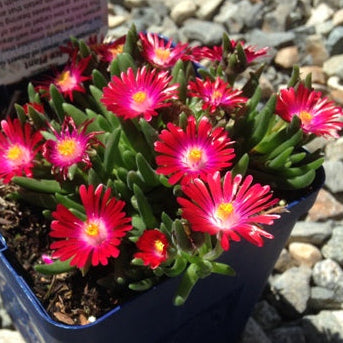 succulent daisy Delosperma hybridus HARDY ICE PLANT MIX Livingstone Daisy – Ferri Seeds