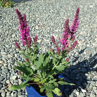 Salvia superba <br>SAGE WOODLAND 'ROSE QUEEN'