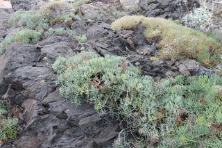 Crithmum maritimum <br>ROCK SAMPHIRE, SEA SAMPHIRE, SEA FENNEL