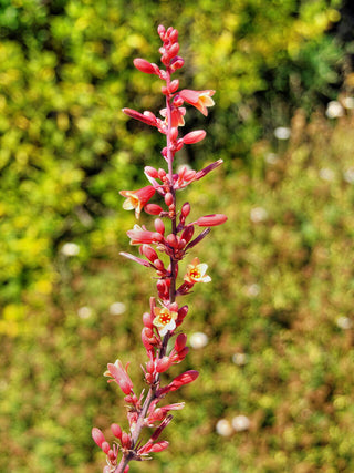 Hesperaloe parviflora <br>RED YUCCA
