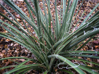 Hesperaloe parviflora <br>RED YUCCA