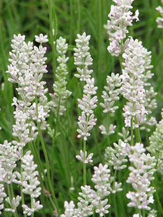 Lavandula angustifolia <br>PINK LAVENDER