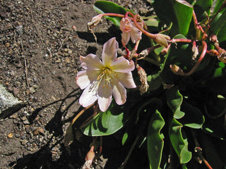 Lewisia tweedyi <br>TWEEDY'S LEWISIA LOVEDREAM