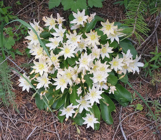 Lewisia tweedyi <br>TWEEDY'S LEWISIA