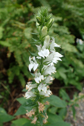 Lobelia siphilitica alba <br>PERENNIAL LOBELIA TALL WHITE