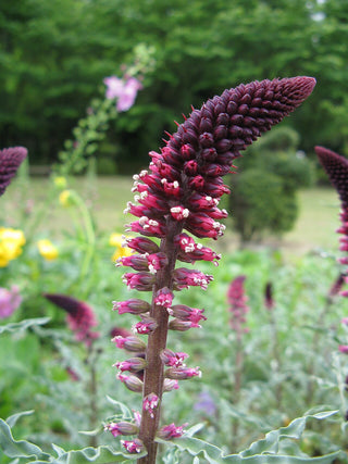 Lysimachia atropurpurea <br>CRIMSON LOOSETRIFE