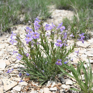 Penstemon auriberbis <br>COLORADO BEARDTONGUE