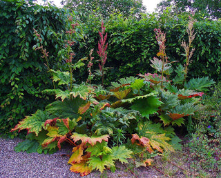 Rheum palmatum f. atrosanguineum <br>ORNAMENTAL RHUBARB RED FLOWERS