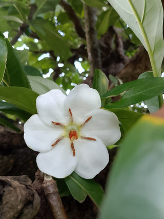 Tamilnadia uliginosa <br>DEVINE JASMINE