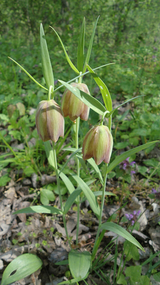 Fritillaria pontica <br>PONTIC FRITILLARY