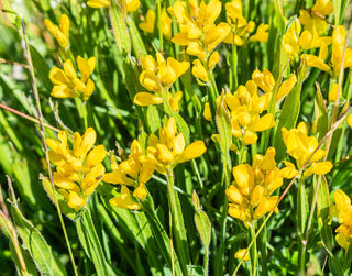 Genista sagittalis <br>BROOM