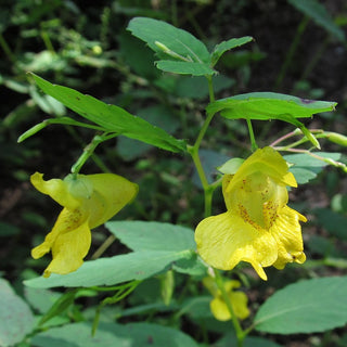 Impatiens pallida <br>YELLOW JEWELWEED, TOUCH-ME-NOT YELLOW