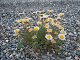 Erigeron compositus <br>DWARF MOUNTAIN FLEABANE