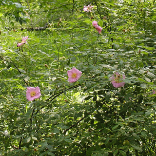 Rosa palustris <br>SWAMP ROSE