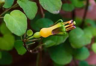 Fuchsia procumbens <br>CREEPING FUCHSIA