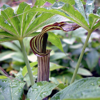 Arisaema speciosum <br>SPROUTED SEEDS OF BIG LEAF GIANT COBRA LILY Jack In The Pulpit
