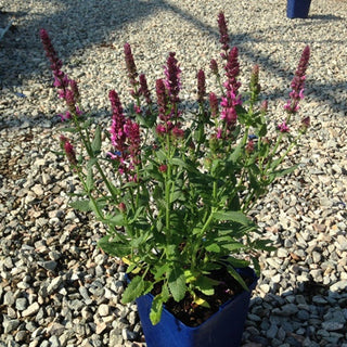 Salvia superba <br>SAGE WOODLAND 'ROSE QUEEN'