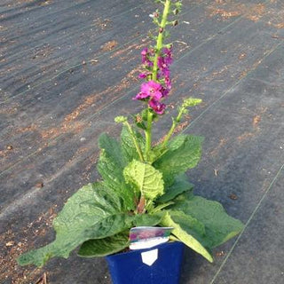 Verbascum hybridum <br>TEMPTRESS FLOWER MIX