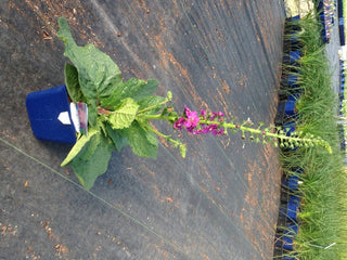 Verbascum phoeniceum <br>TEMPTRESS FLOWER MIX, MULLEIN