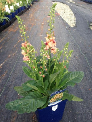 Verbascum hybridum <br>TEMPTRESS FLOWER MIX