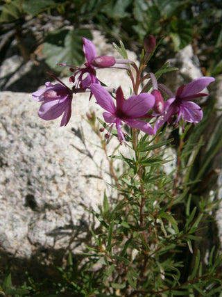 Chamaenerion fleischeri, Epilobium fleischeri <br>ALPINE WILLOWHERB