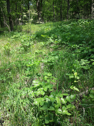 Laser trilobum <br>HORSE CARAWAY