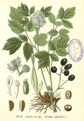 Actaea spicata <br>BANEBERRY, HERB CHRISTOPHER