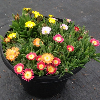 livingstone daisy succulent Delosperma hybridus HARDY ICE PLANT MIX Livingstone Daisy – Ferri Seeds