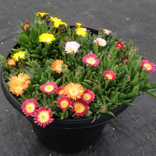 Delosperma hybridus <br>HARDY ICE PLANT MIX Livingstone Daisy