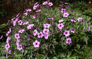 Geranium maderense MADEIRA CRANESBILL, TALL PINK GERANIUM HERB ROBERT