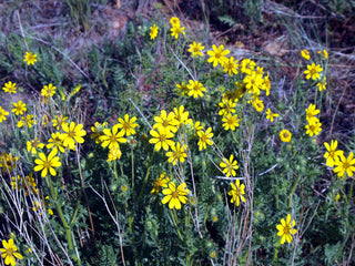 Coreopsis palmata <br>TICKSEED