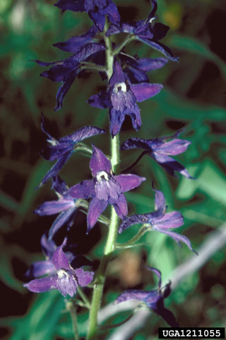 Delphinium barbeyi <br>SUBALPINE LARKSPUR