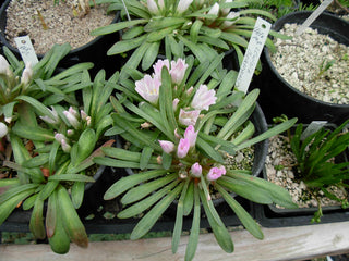 Lewisia brachycalyx <br>SHORT-SEPAL BITTER-ROOT