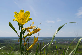 Hemerocallis minor<br>YELLOW DAYLILY