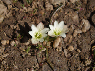 Lewisia nevadensis <br>NEVADA LEWISIA