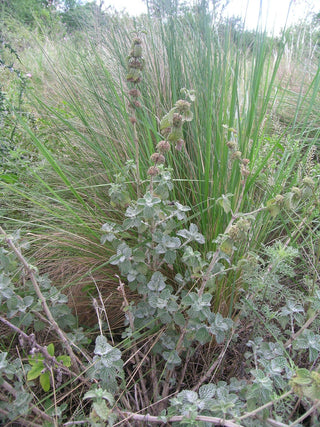 Marrubium vulgare <br>WHITE HOREHOUND