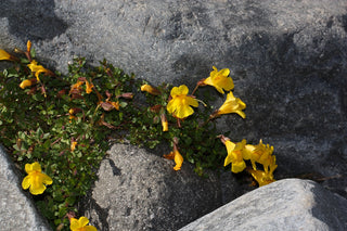 Mimulus tilingii <br>YELLOW MONKEY FLOWER