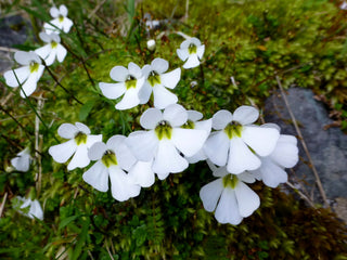 Ourisia caespitosa <br>CREEPING MOUNTAIN FOXGLOVE
