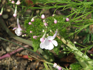 Penstemon ambiguus var ambiguus <br>SAND BEARDTONGUE