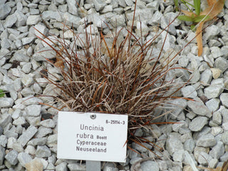 Uncinia rubra <br>FIREDANCE GRASS, EVERFLAME, ORANGE HOOK SEDGE