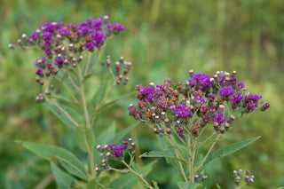 Serradula baldwinii, Vernonia baldwinii <br>WESTERN IRONWEED.