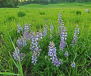 Lupinus perennis <br>BLUE TONES LUPIN