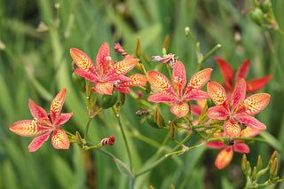 Pardancanda norrisii, Iris norrisii <br>DWARF CANDY LILY, ORCHID LILY MIX