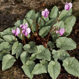 Cyclamen hederifolium <br>HARDY SILVER-LEAF IVY LEAVED CYCLAMEN